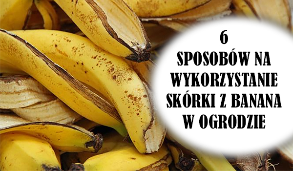 6 Sposobów na Wykorzystanie Skórki z Banana w Ogrodzie